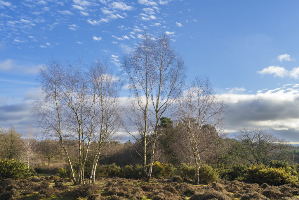 England, West Midlands, Kinver Edge.