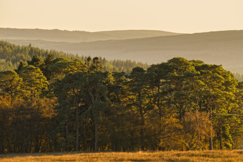 England, Northumberland, Kielder Forest.