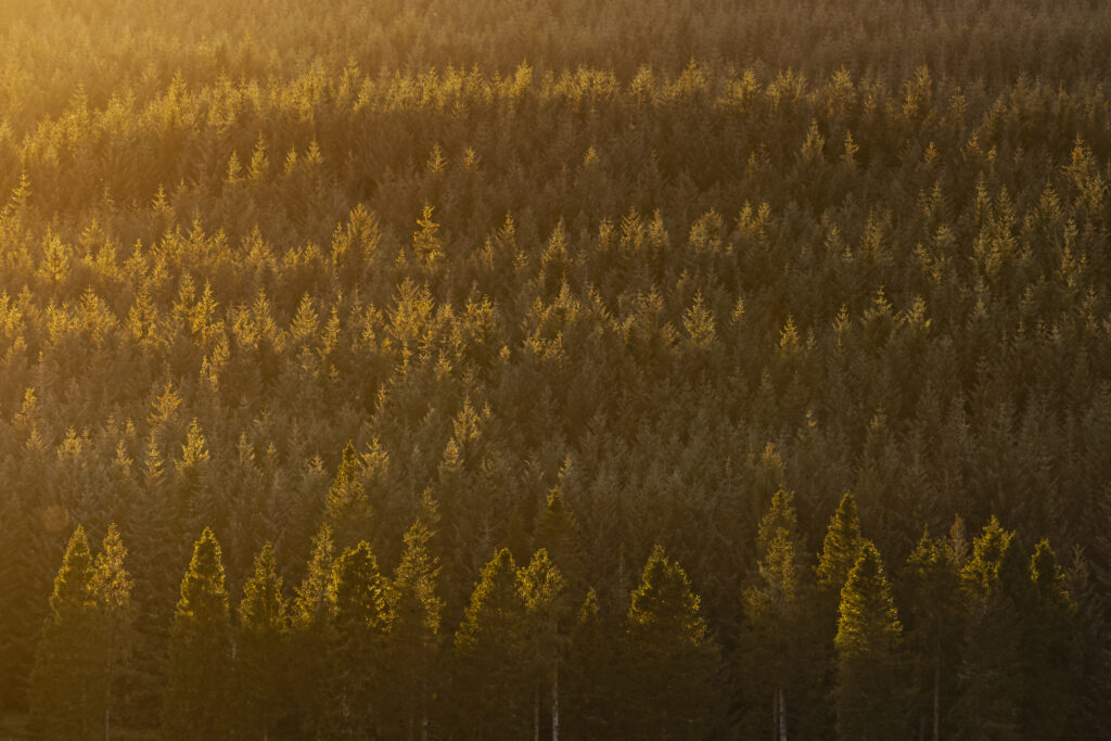 England, Northumberland, Kielder Forest.