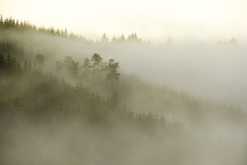 England, Northumberland, Kielder Forest.