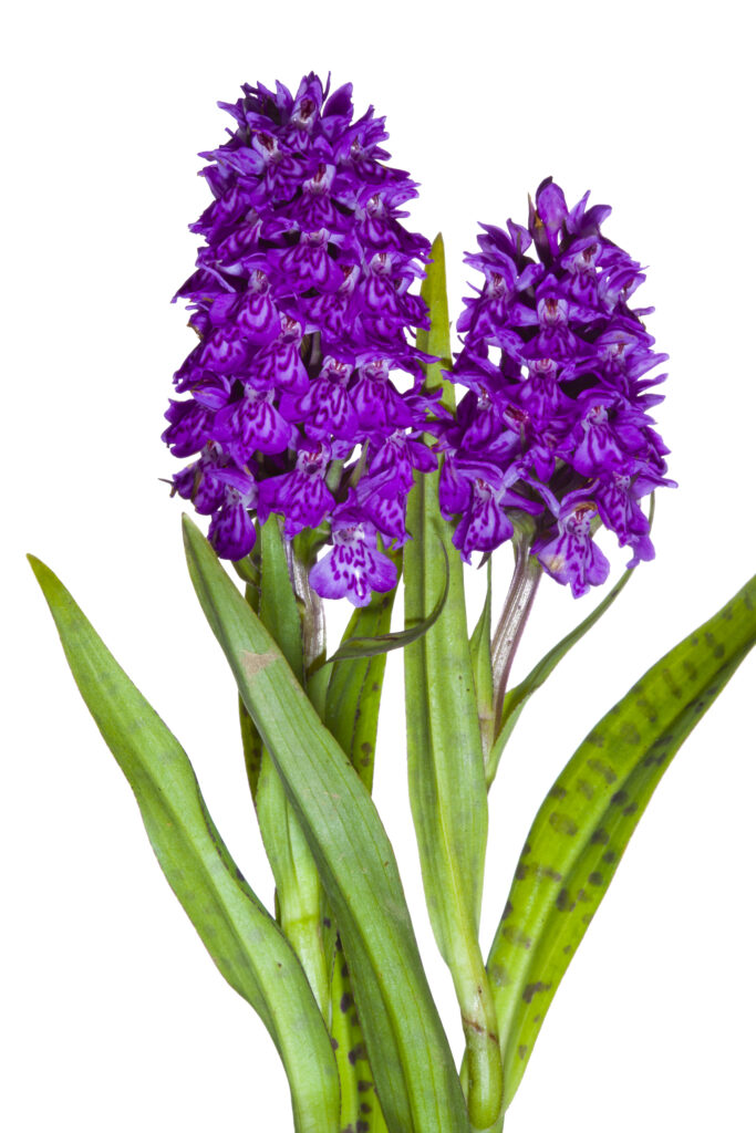 England, Northumberland. Northern Marsh Orchid