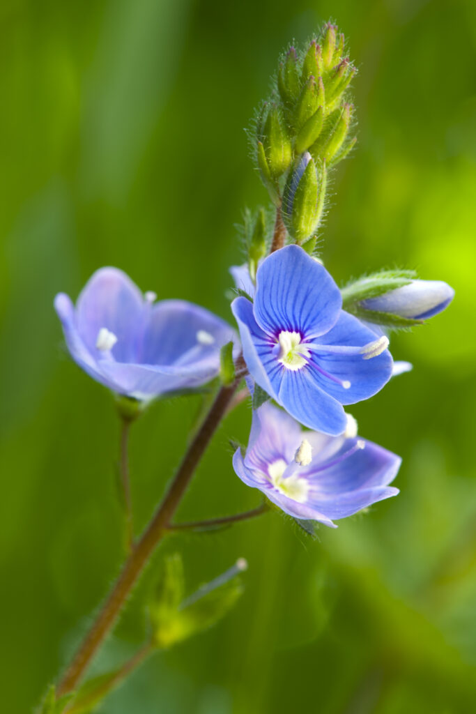 England, Northumberland, Germander Speedwell.