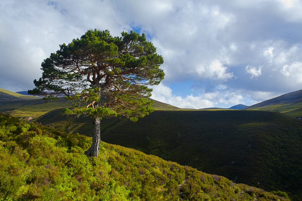 Scotland, Scottish Highlands, Cairngorms National Park.