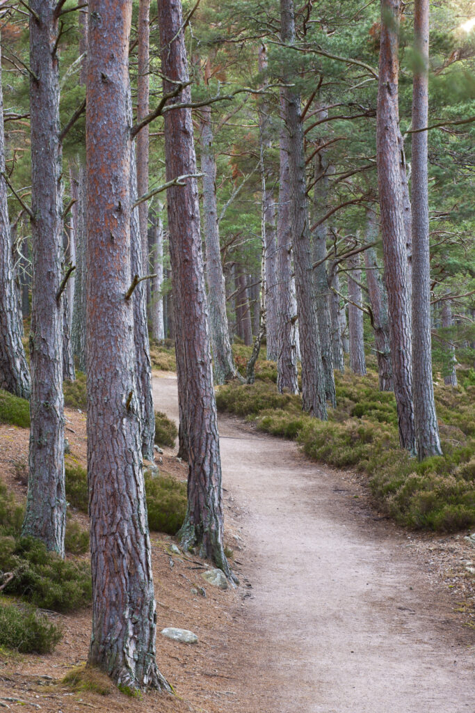 Scotland, Scottish Highlands, Cairngorms National Park.