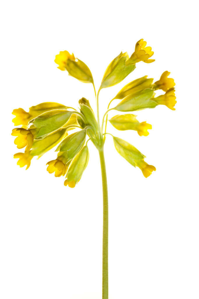 England. Northumberland, Birdsfoot Trefoil.