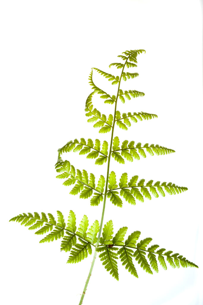 England. Northumberland, Native Fern.