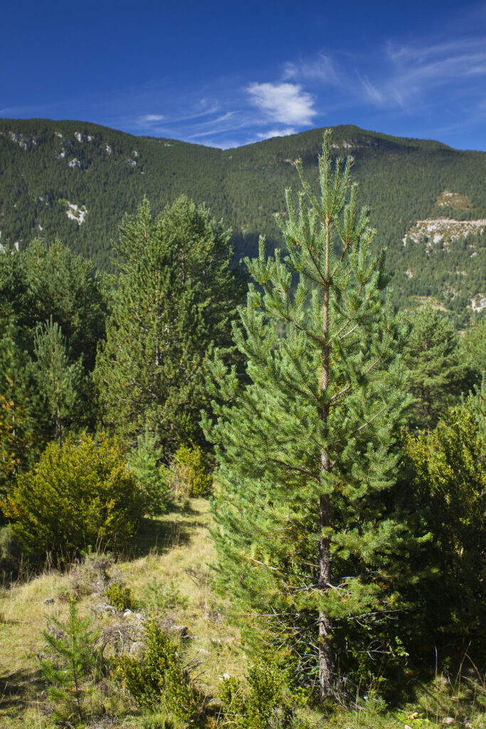 Spain, Catalonia, Pyrenees, Gósol.