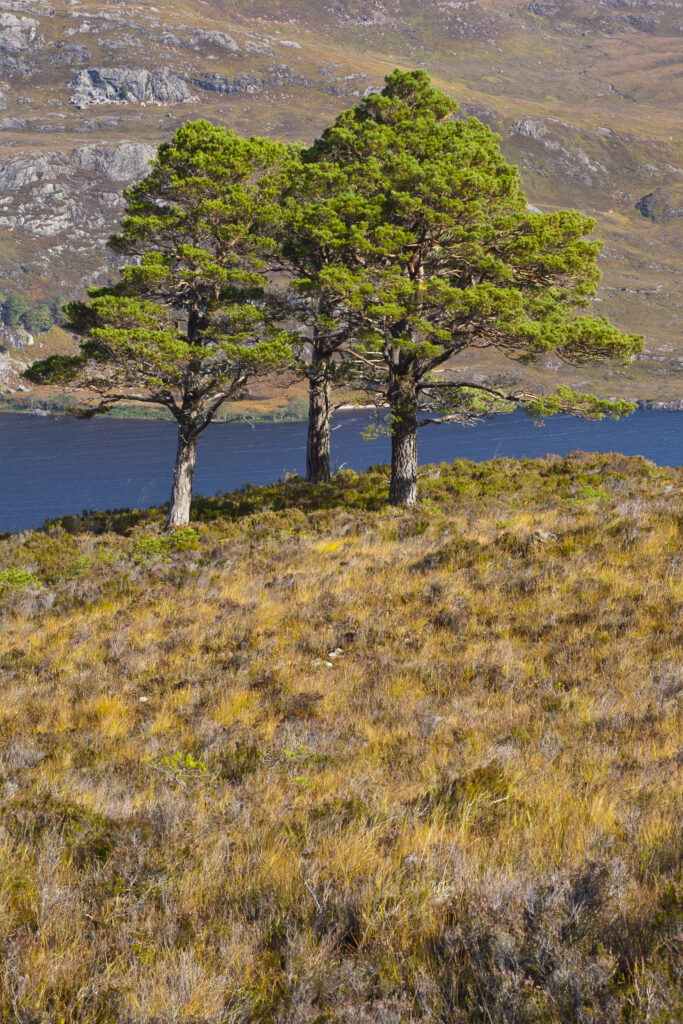 Scotland, Scottish Highlands, Beinn Eighe NNR.