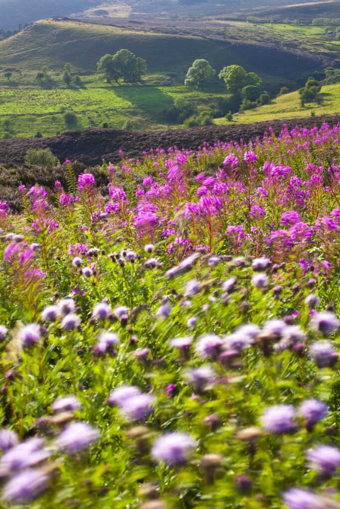 England, Staffordshire, Peak District National Park.