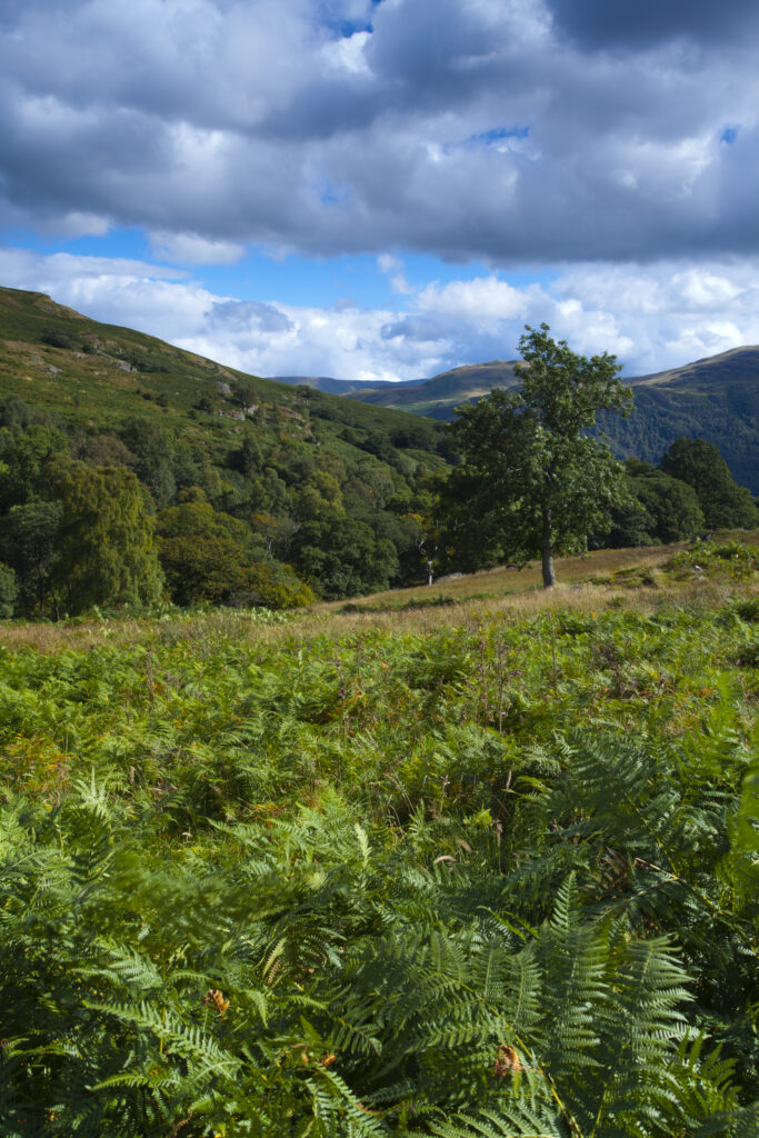 England, Cumbria, Lake District National Park.