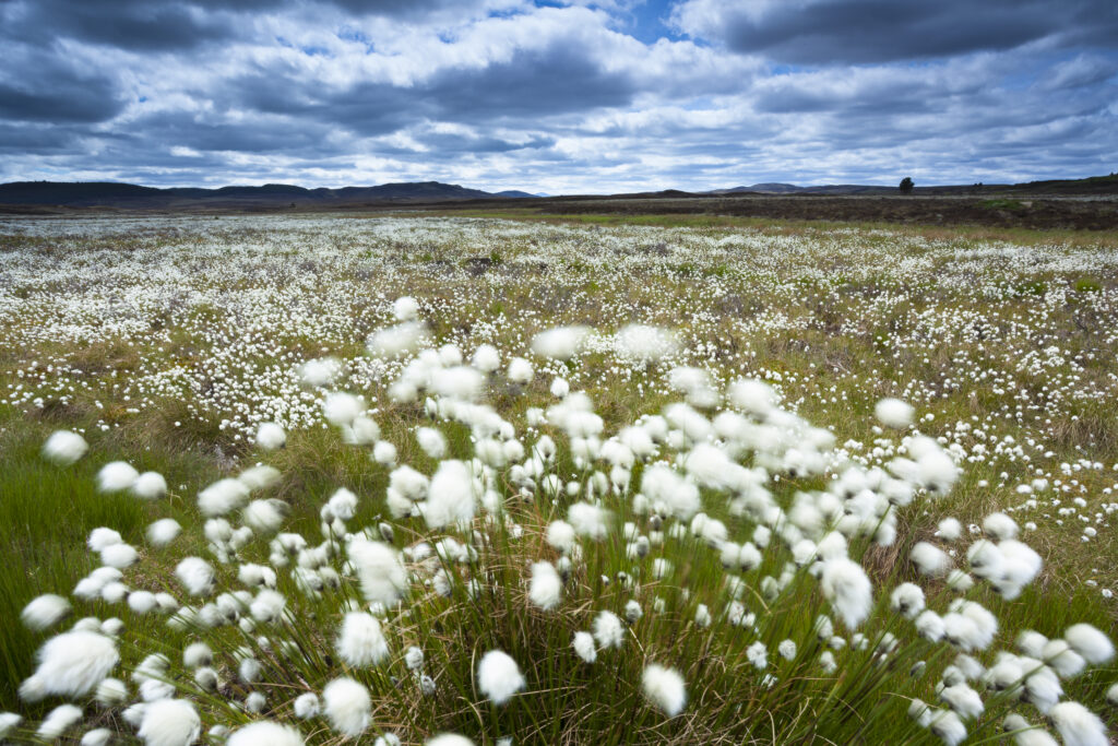 Scotland, Scottish Highlands, Cairngorms National Park.