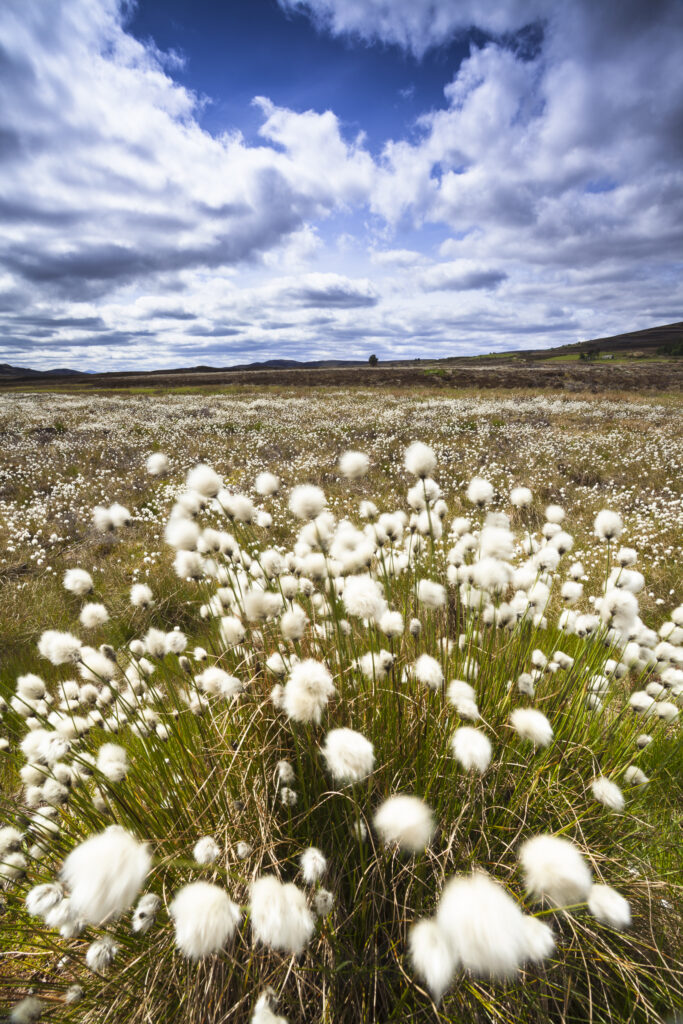 Scotland, Scottish Highlands, Cairngorms National Park.