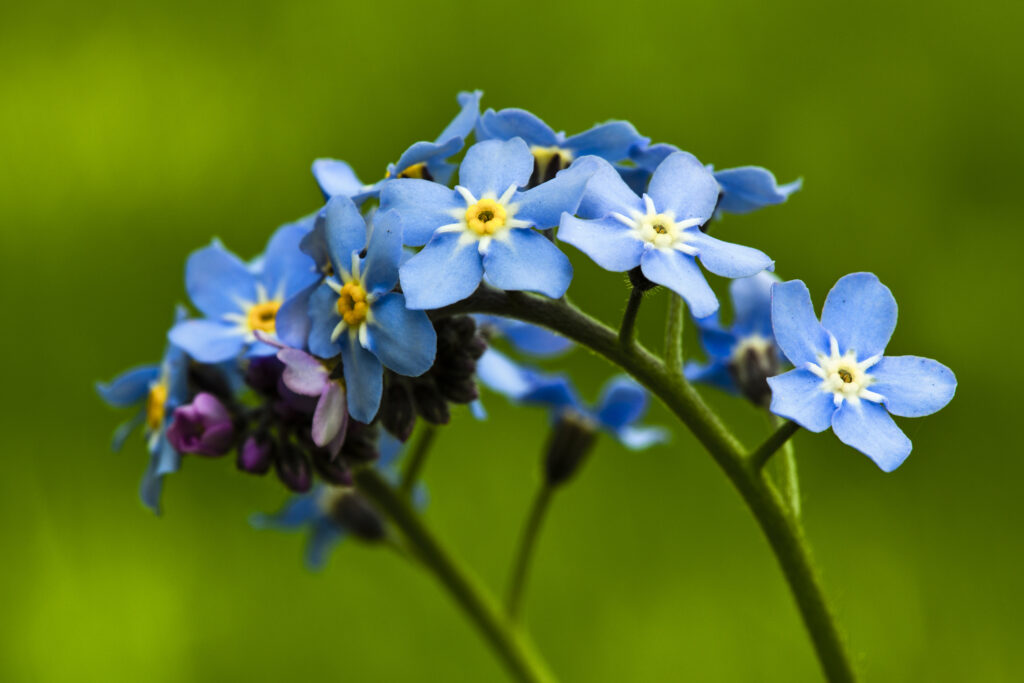 England, Northumberland, Forget me not.