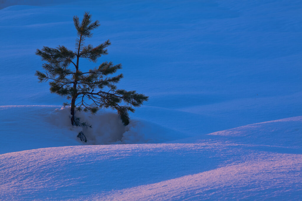 Scotland, Scottish Highlands, Abernethy.