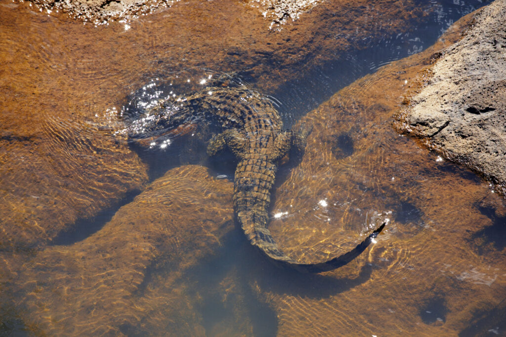Argentina, Misiones, Iguazu National Park. Alligator / Crocodile river near the Iguazu waterfalls – A world heritage site.