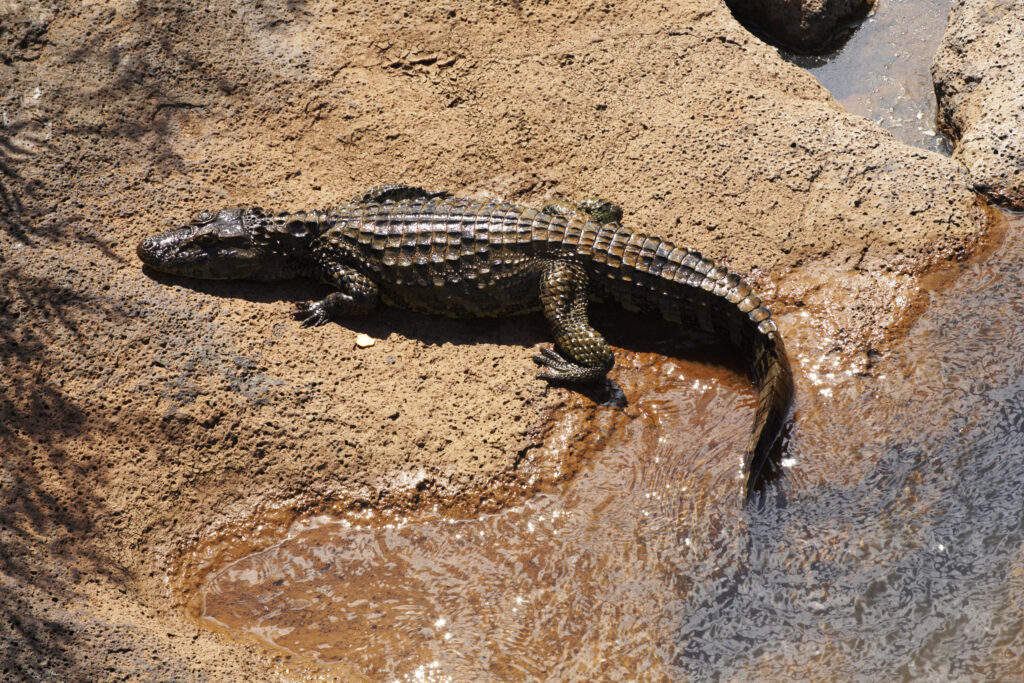 Argentina, Misiones, Iguazu National Park. Alligator / Crocodile river near the Iguazu waterfalls – A world heritage site.