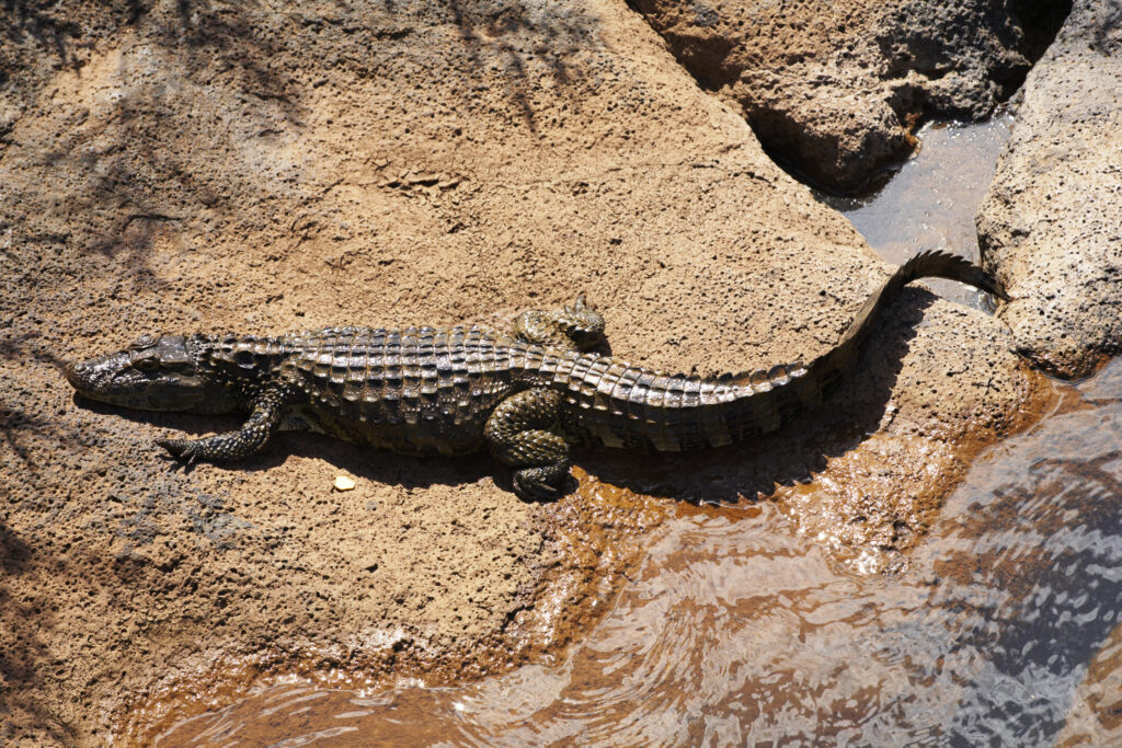 Argentina, Misiones, Iguazu National Park. Alligator / Crocodile river near the Iguazu waterfalls – A world heritage site.