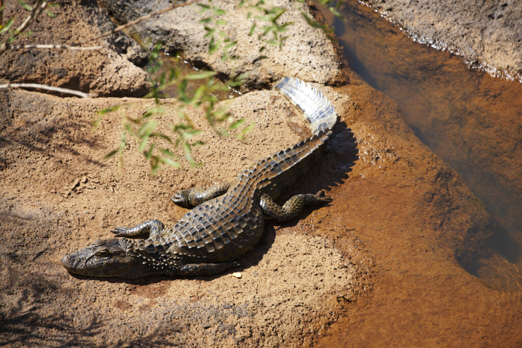 Argentina, Misiones, Iguazu National Park. Alligator / Crocodile river near the Iguazu waterfalls – A world heritage site.