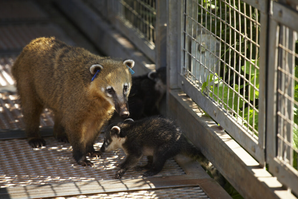 Argentina, Misiones, Iguazu National Park. Coati and young near the Iguazu waterfalls – A world heritage site.