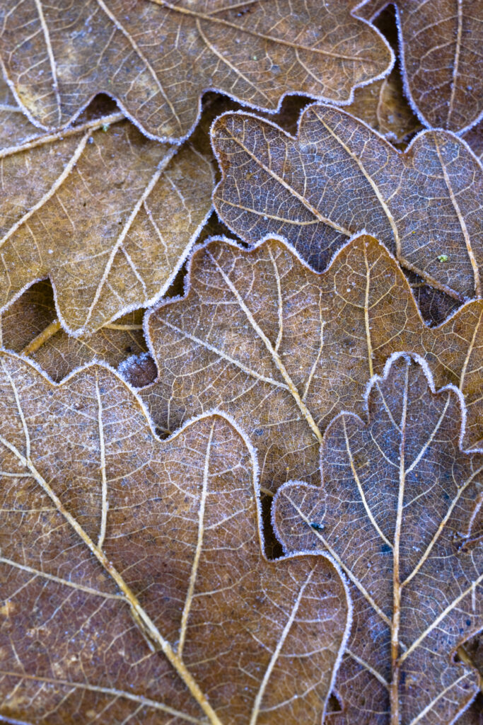 England, Northumberland, Plessey Woods Country Park.