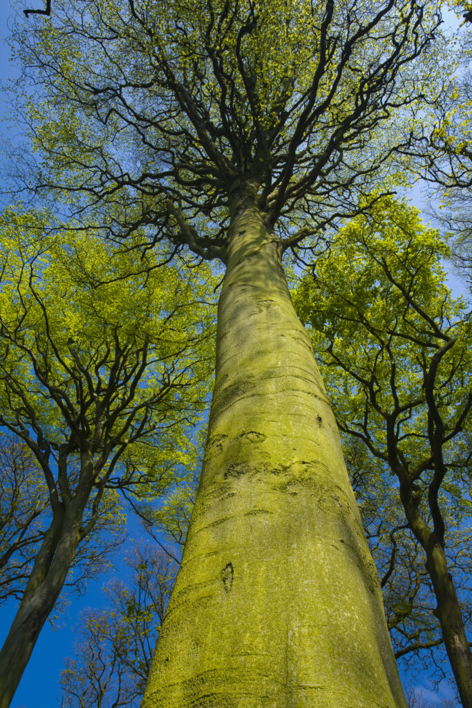 ENGLAND, Tyne & Wear, Holywell Dene.