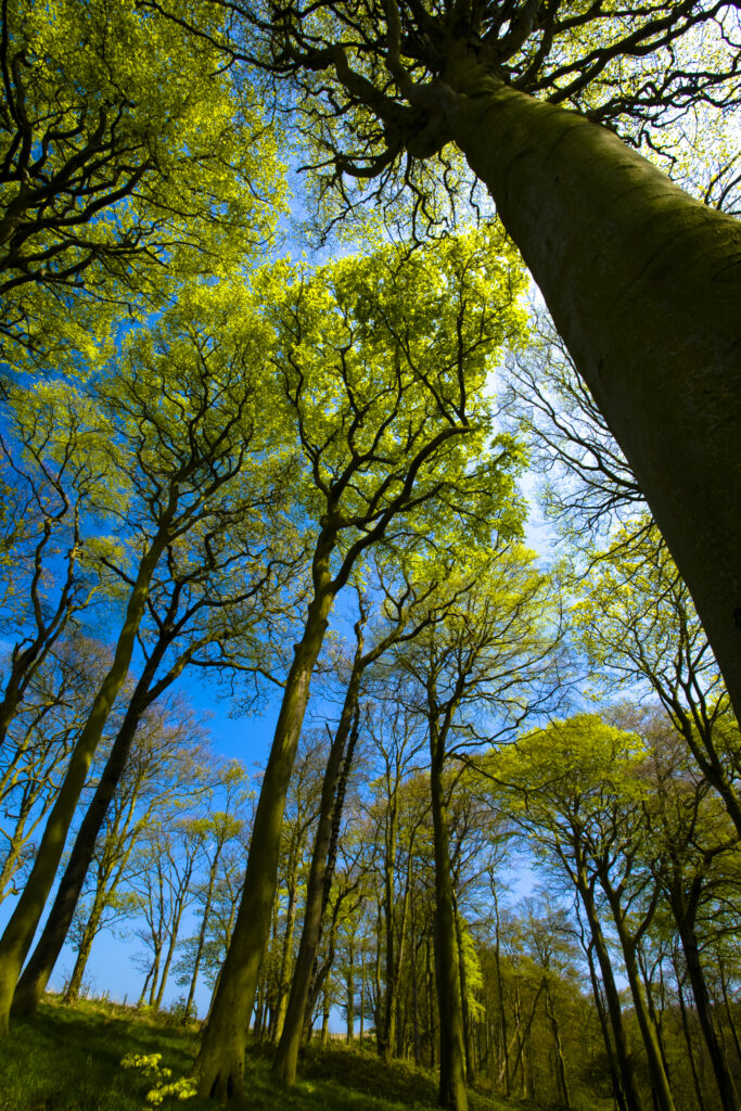 ENGLAND, Tyne & Wear, Holywell Dene.