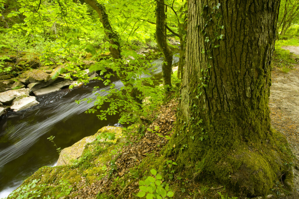 England, Yorkshire, Yorkshire Dales National Park.