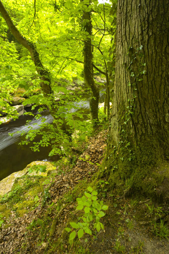 England, Yorkshire, Yorkshire Dales National Park.
