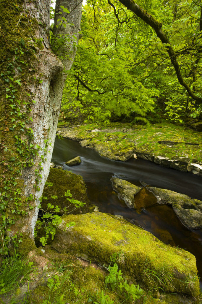 England, Yorkshire, Yorkshire Dales National Park.