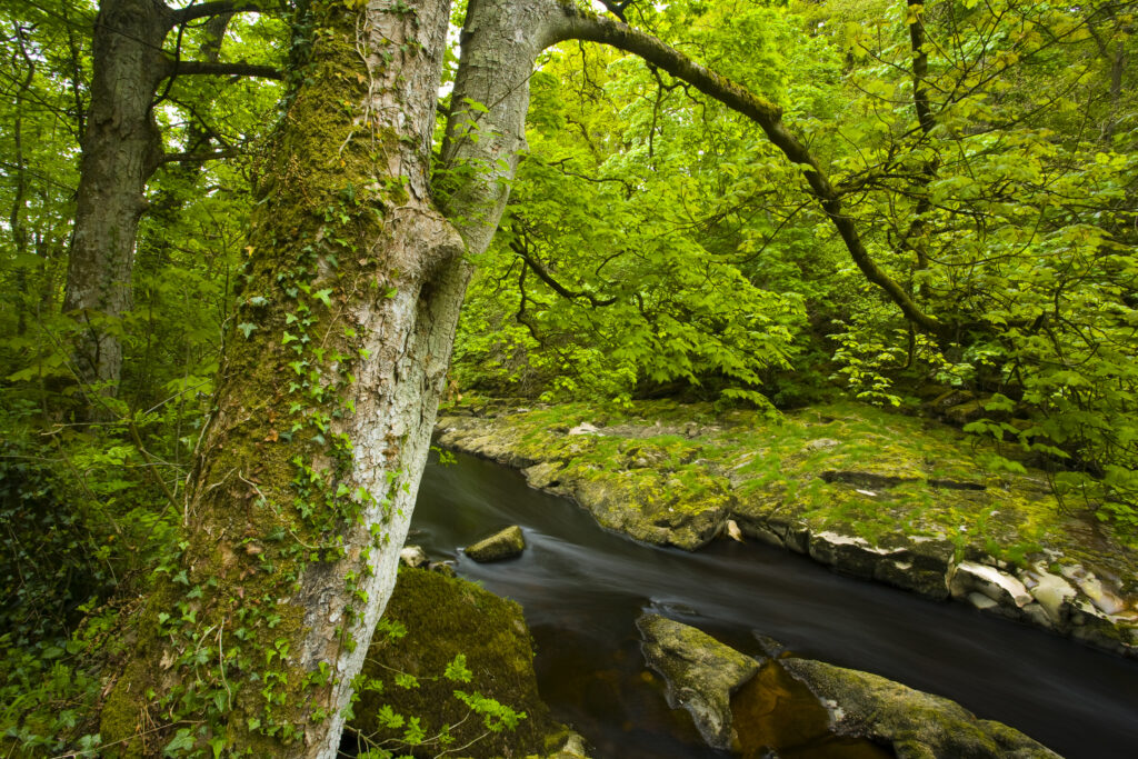England, Yorkshire, Yorkshire Dales National Park.