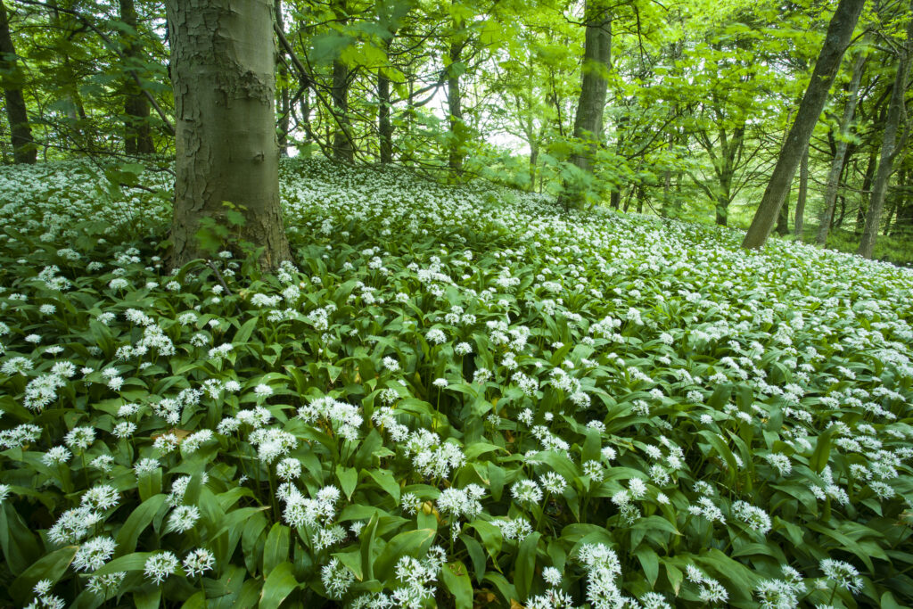 England, Yorkshire, Yorkshire Dales National Park.