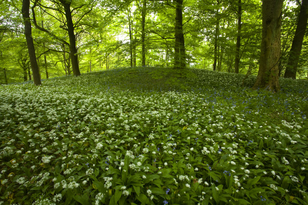 England, Yorkshire, Yorkshire Dales National Park.