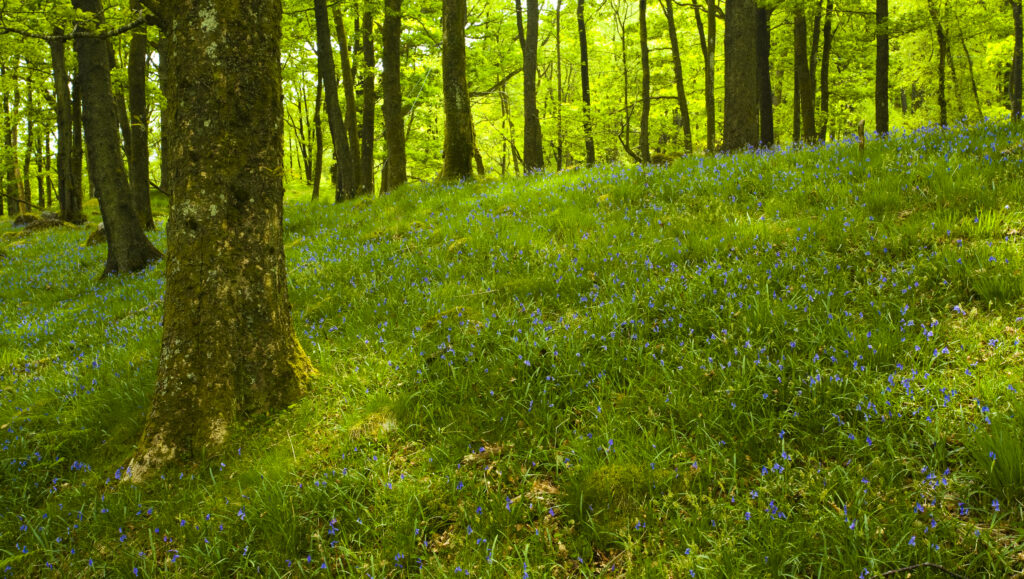England, Cumbria, Lake District National Park.
