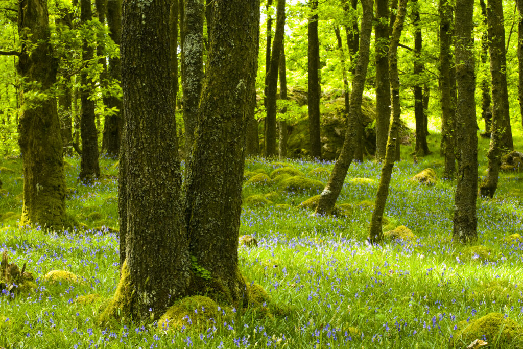 England, Cumbria, Lake District National Park.