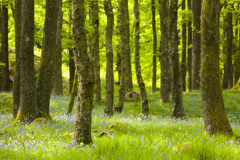 England, Cumbria, Lake District National Park.
