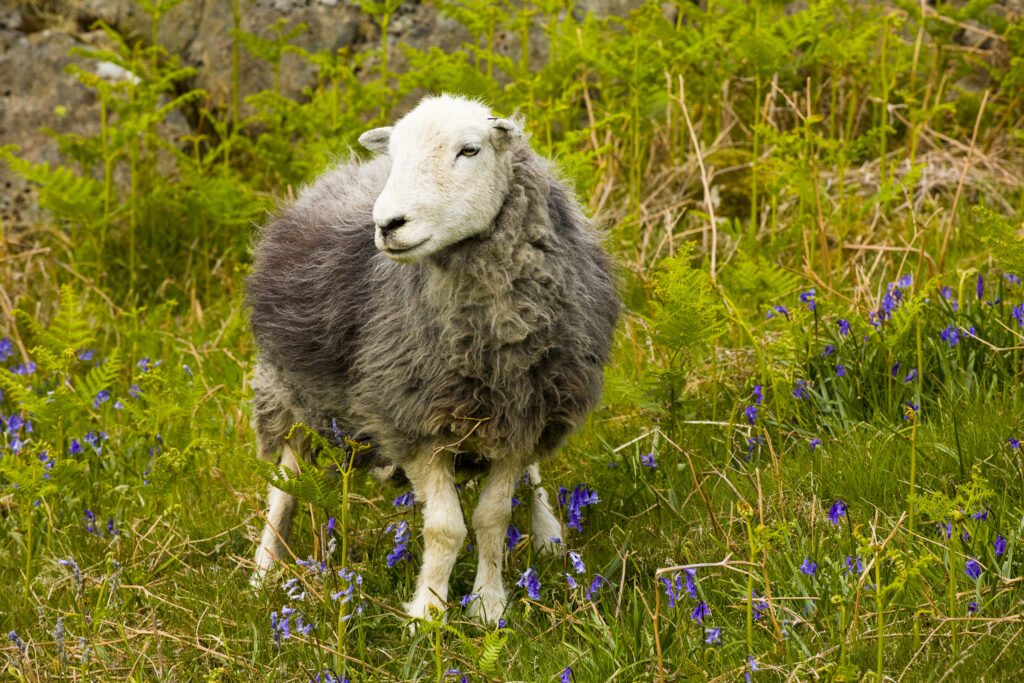 England, Cumbria, Lake District National Park.