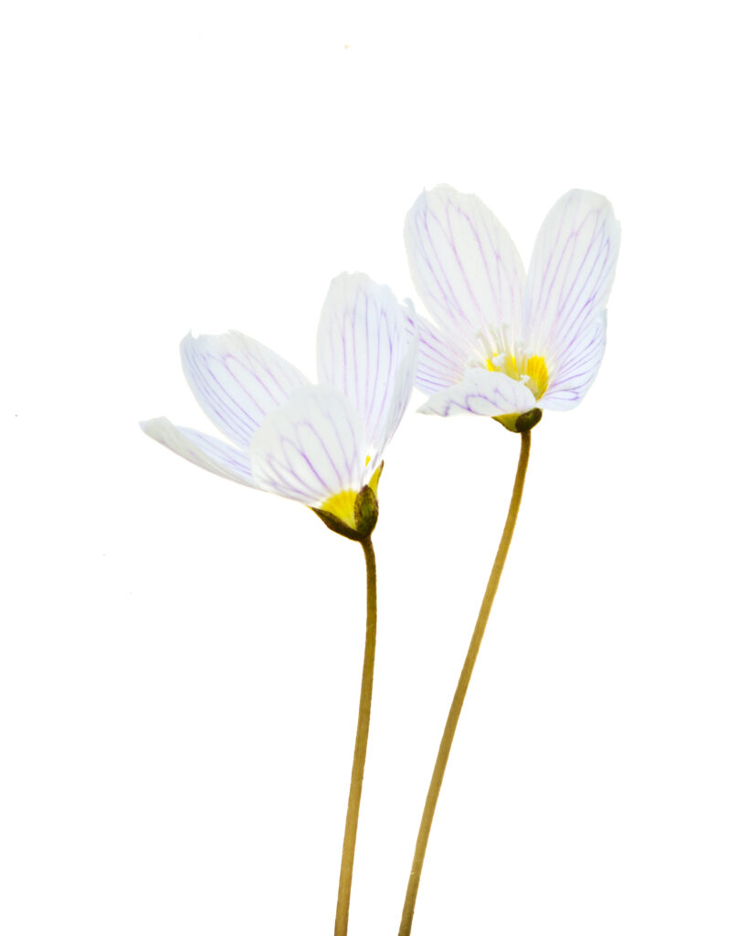 England. Northumberland, Wood-sorrel.