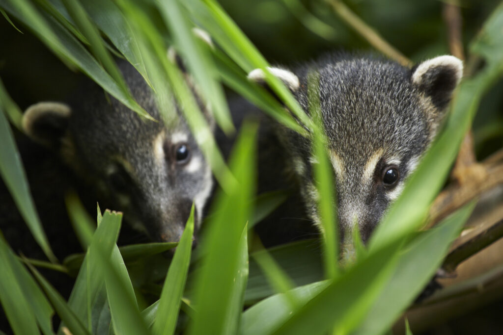 Argentina, Misiones, Iguazu National Park. Young Coati hiding in bush near the Iguazu waterfalls – A world heritage site.