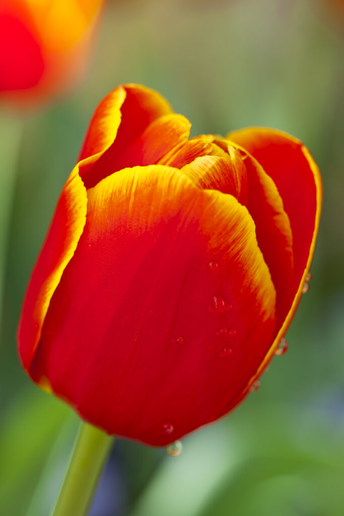 Tulip