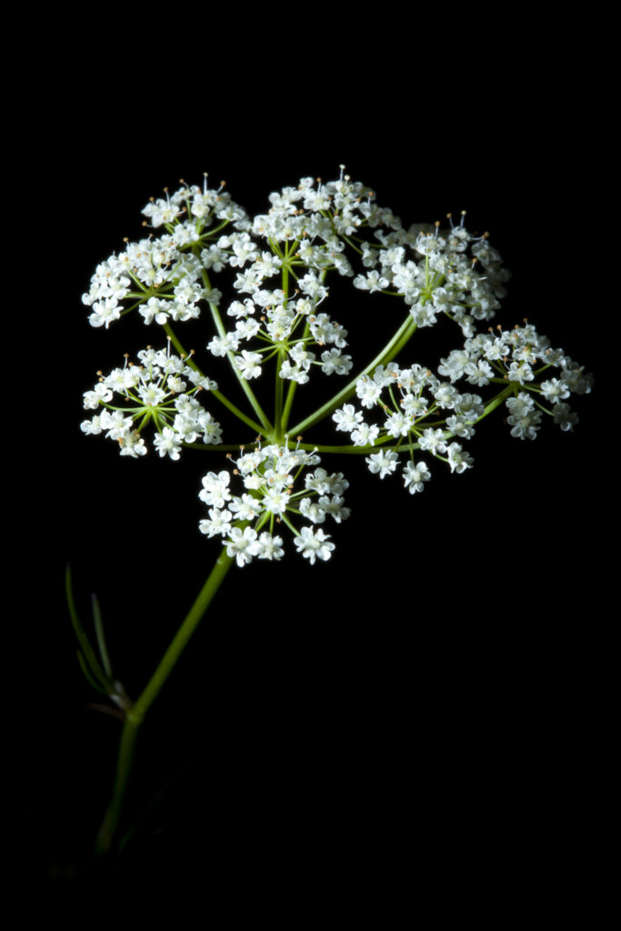Scotland, Scottish Highlands, Cow Parsley.