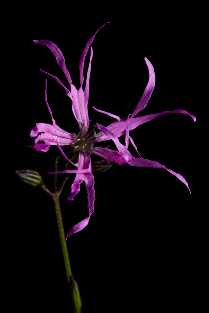 Scotland, Scottish Highlands, Ragged Robin.