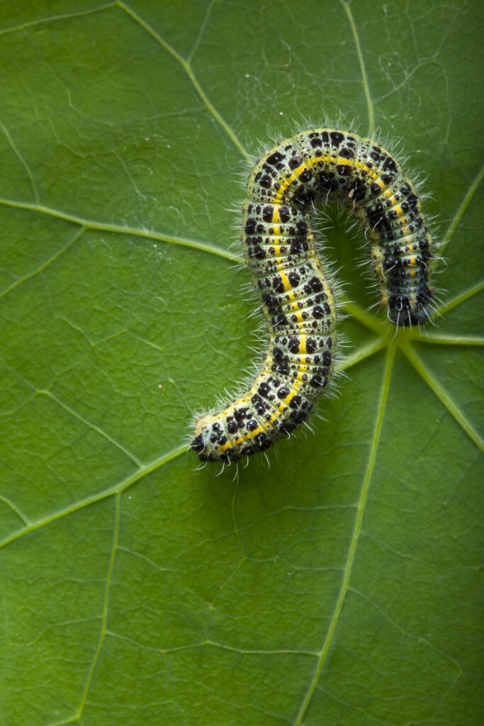 England, Northumberland, White Cabbage Butterfly Caterpillar.