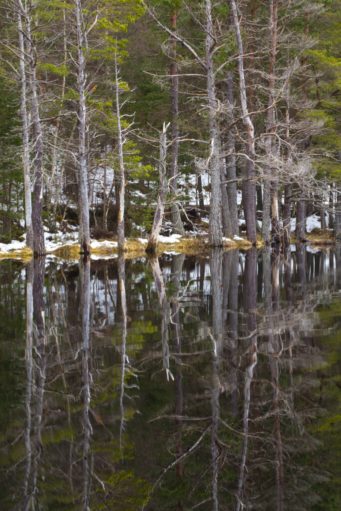 Scotland, Scottish Highlands, Cairngorms National Park.