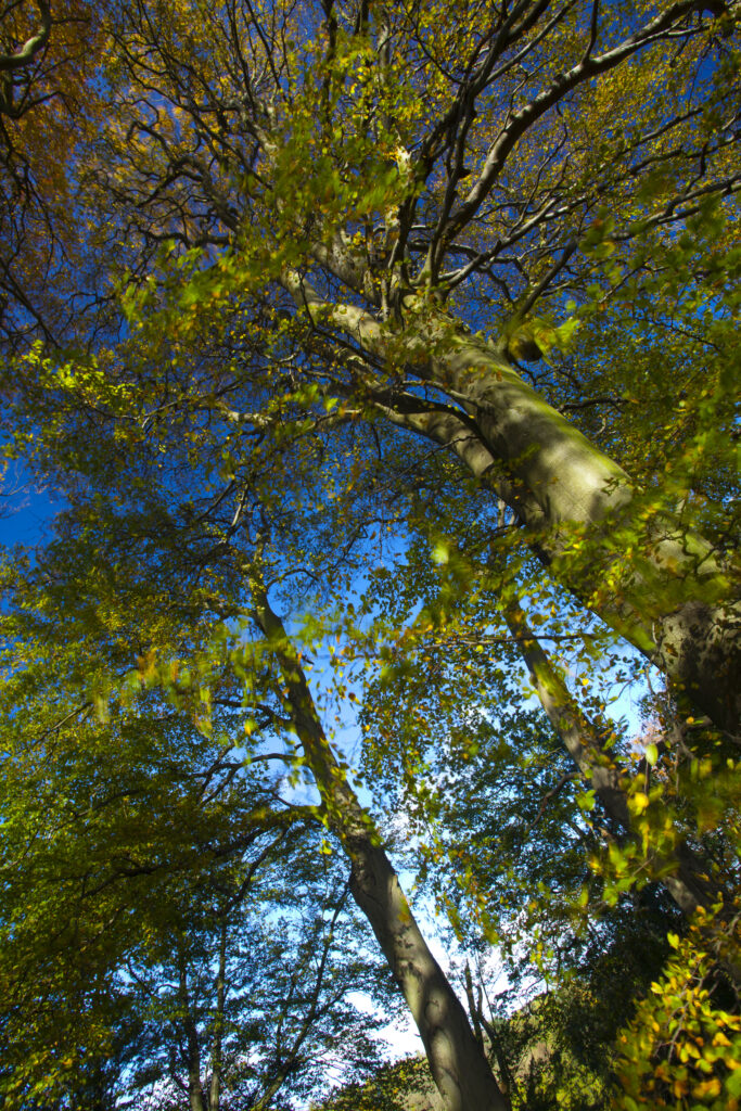 England, County Durham, Castle Eden Dene.
