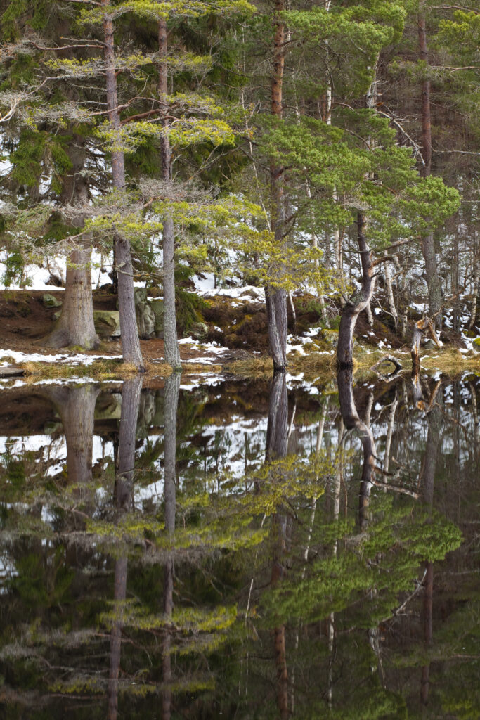 Scotland, Scottish Highlands, Cairngorms National Park.