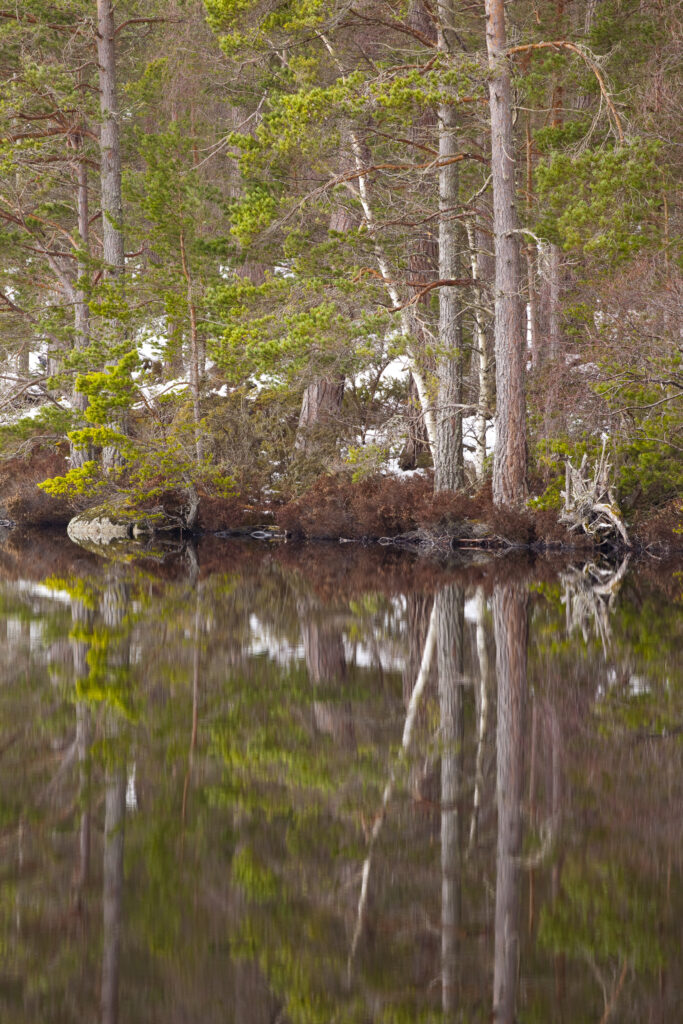 Scotland, Scottish Highlands, Cairngorms National Park.